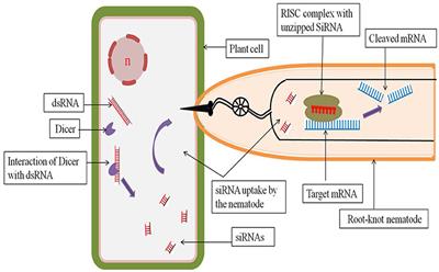 RNA Interference: A Novel Source of Resistance to Combat Plant Parasitic Nematodes